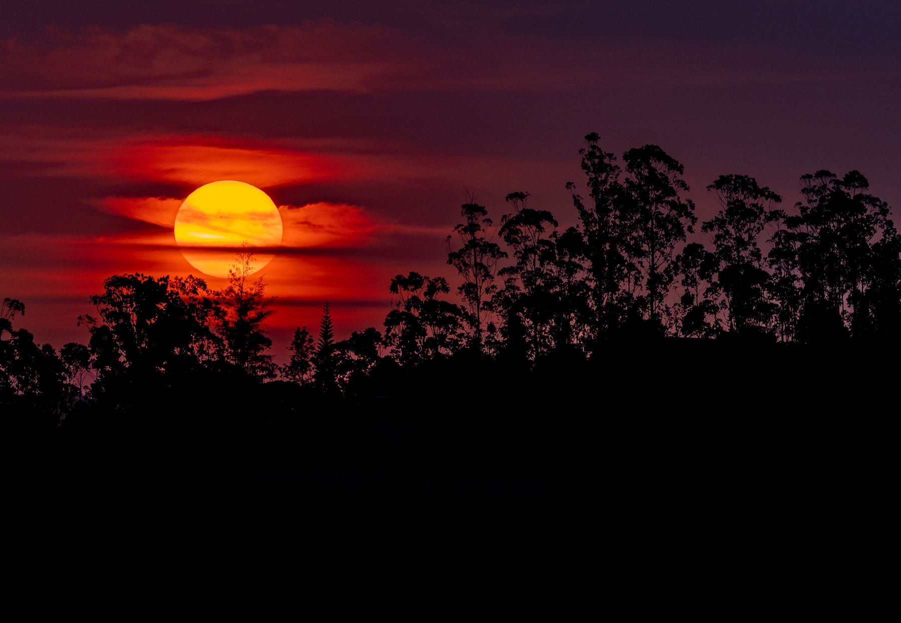 Red Sunset Behind Trees